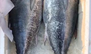 金枪鱼可以用什么鱼代替 金枪鱼八个品种
